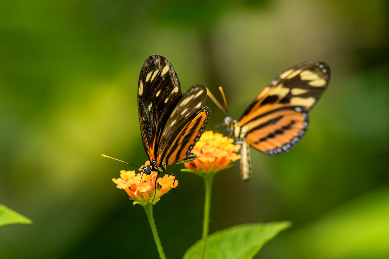 Mariposario y serpentario de El Valle de Antón: la guía completa