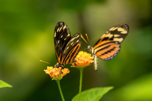 Free Close-up of Heliconius butterflies on flowers, showcasing Panama's rich biodiversity. Stock Photo