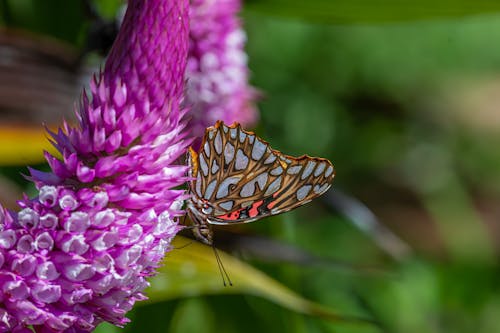 Close-up of Butterfly on a Pink Flower 