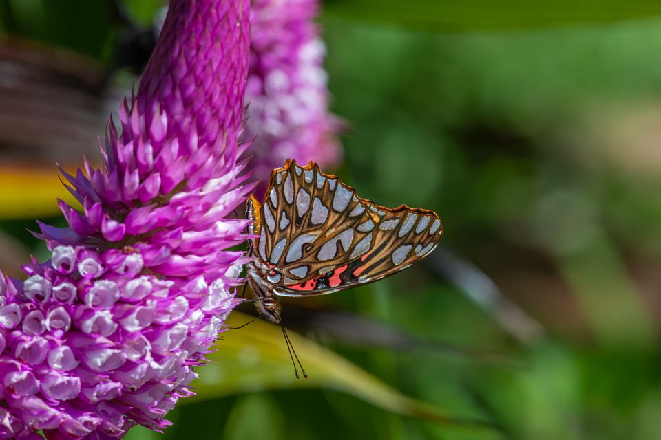 Crisálidas en distintas etapas de metamorfosis en la sala educativa del Mariposario