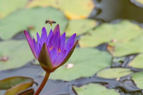 Gratis Immagine gratuita di ape, bocciolo, fiore di loto Foto a disposizione