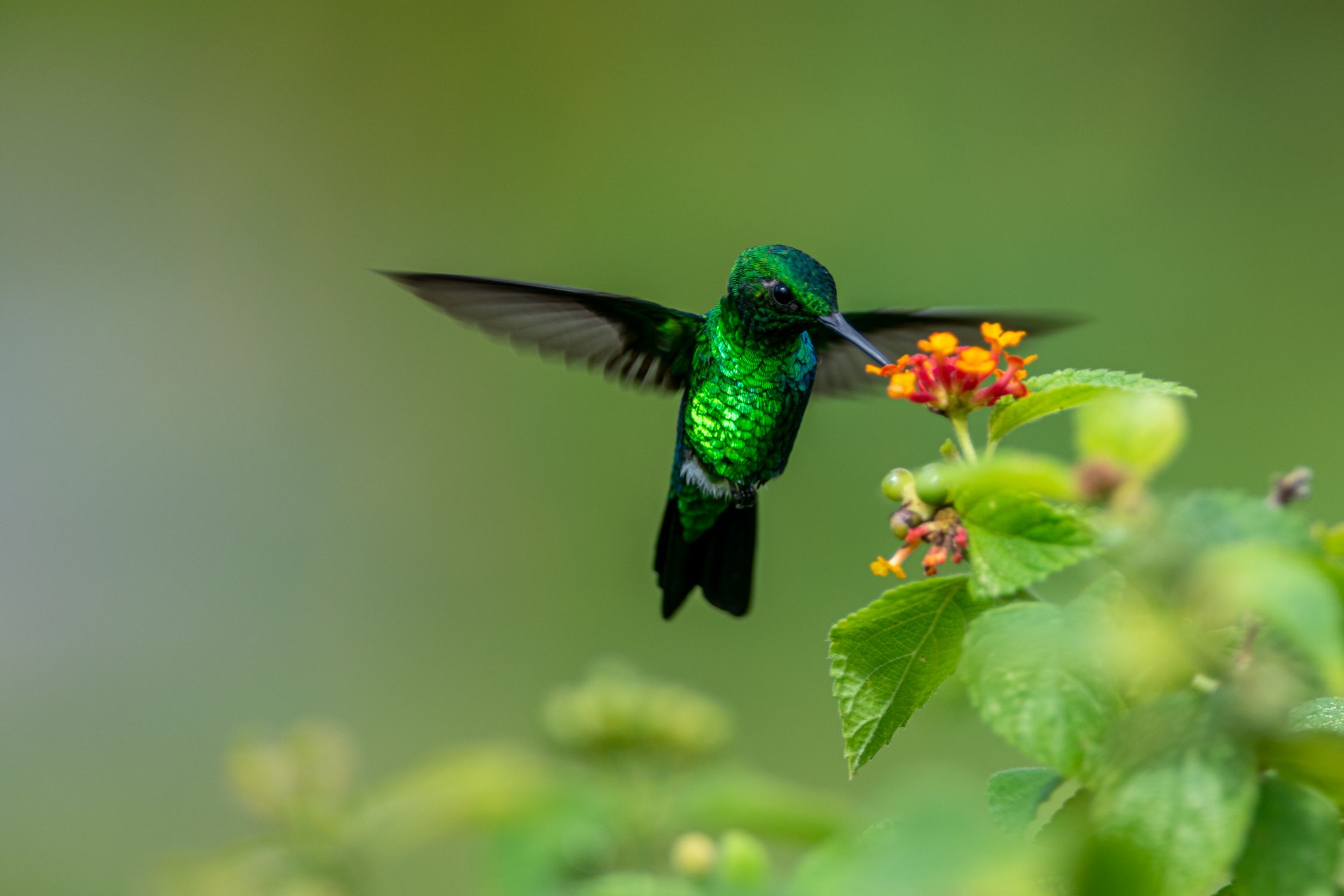 Close-Up Shot of a Hummingbird · Free Stock Photo