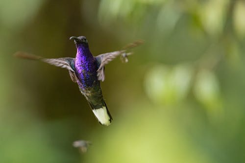 Free Blue and Green Humming Bird Flying Stock Photo