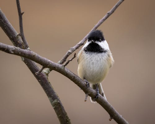 무료 가지, 노래하는 새, 동물의 무료 스톡 사진