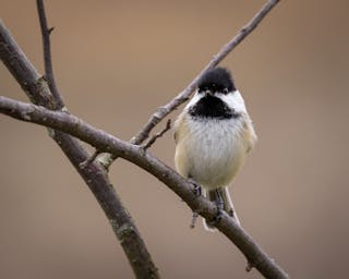 Black-Capped vs Carolina Chickadee: A Comprehensive Guide