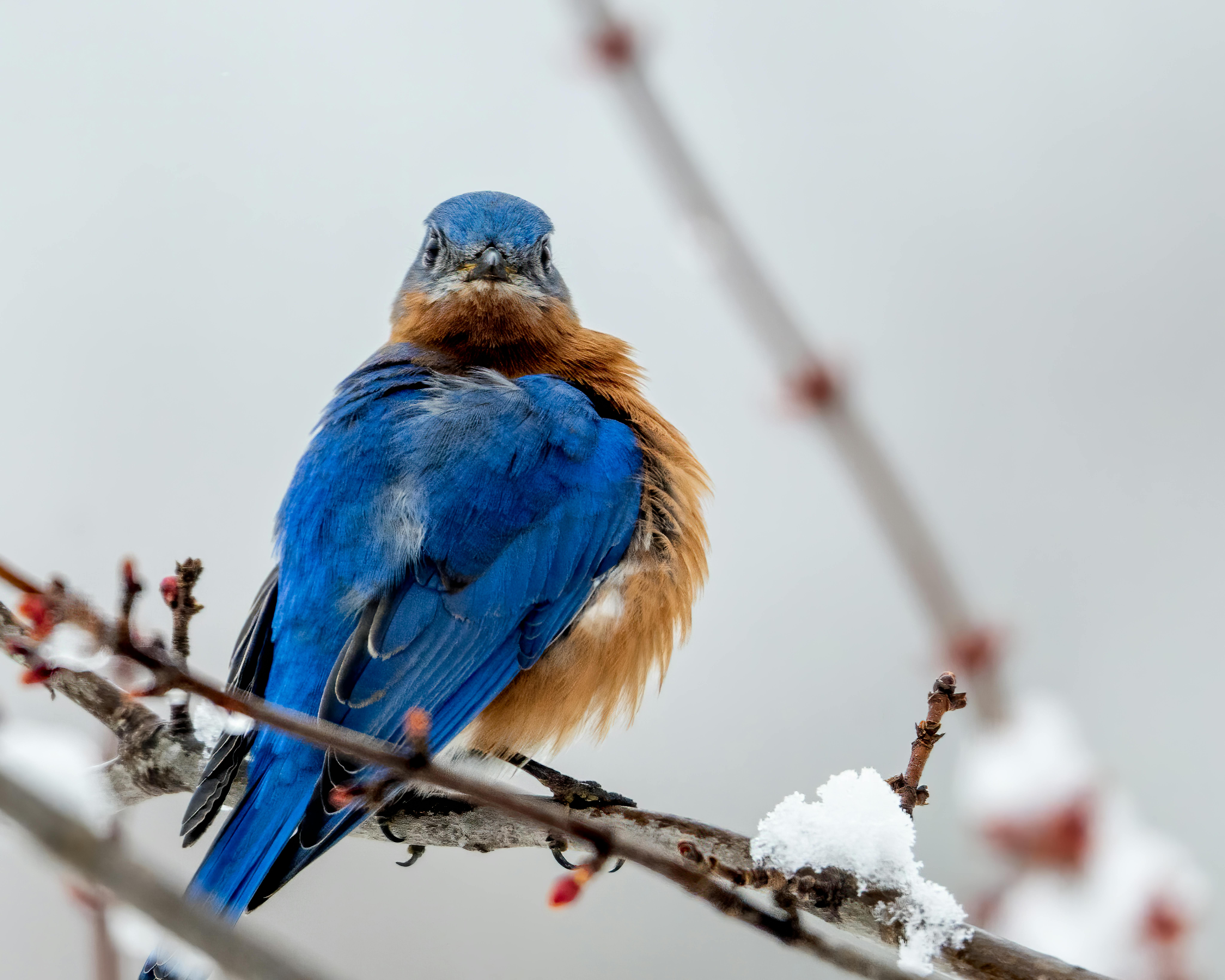7 Tips for Attracting Bluebirds to Your Yard