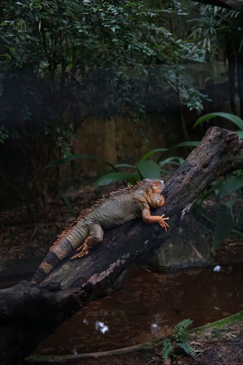 Free Close-up of a green iguana resting on a tree trunk in Foz do Iguaçu, Brazil's lush rainforest. Stock Photo