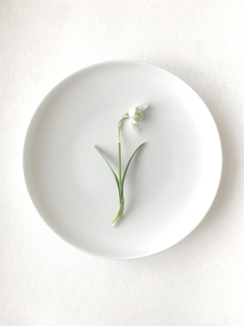 Top view of tender white snowdrop flower placed on ceramic plate on table in daylight