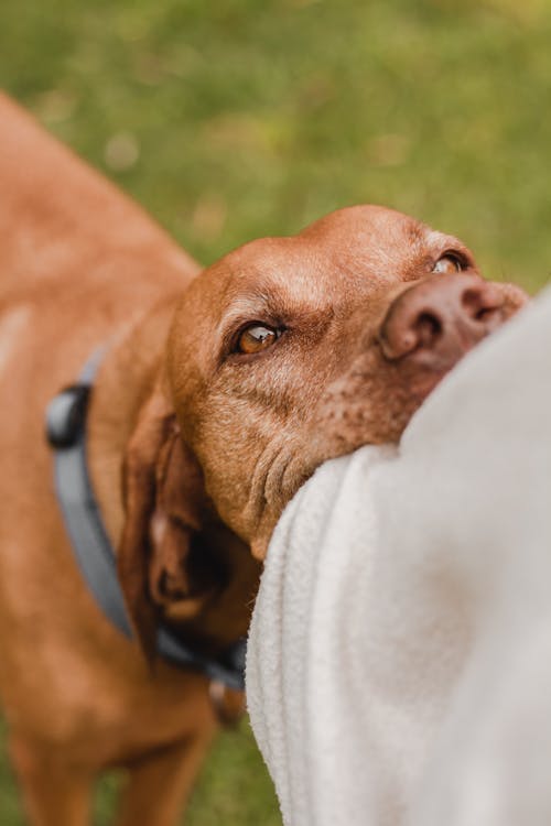 Close Up Photo of a Brown Dog
