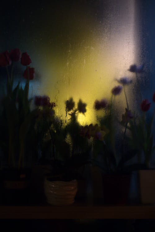 ฟรี คลังภาพถ่ายฟรี ของ กลางคืน, ความมืด, ดอกไม้ คลังภาพถ่าย