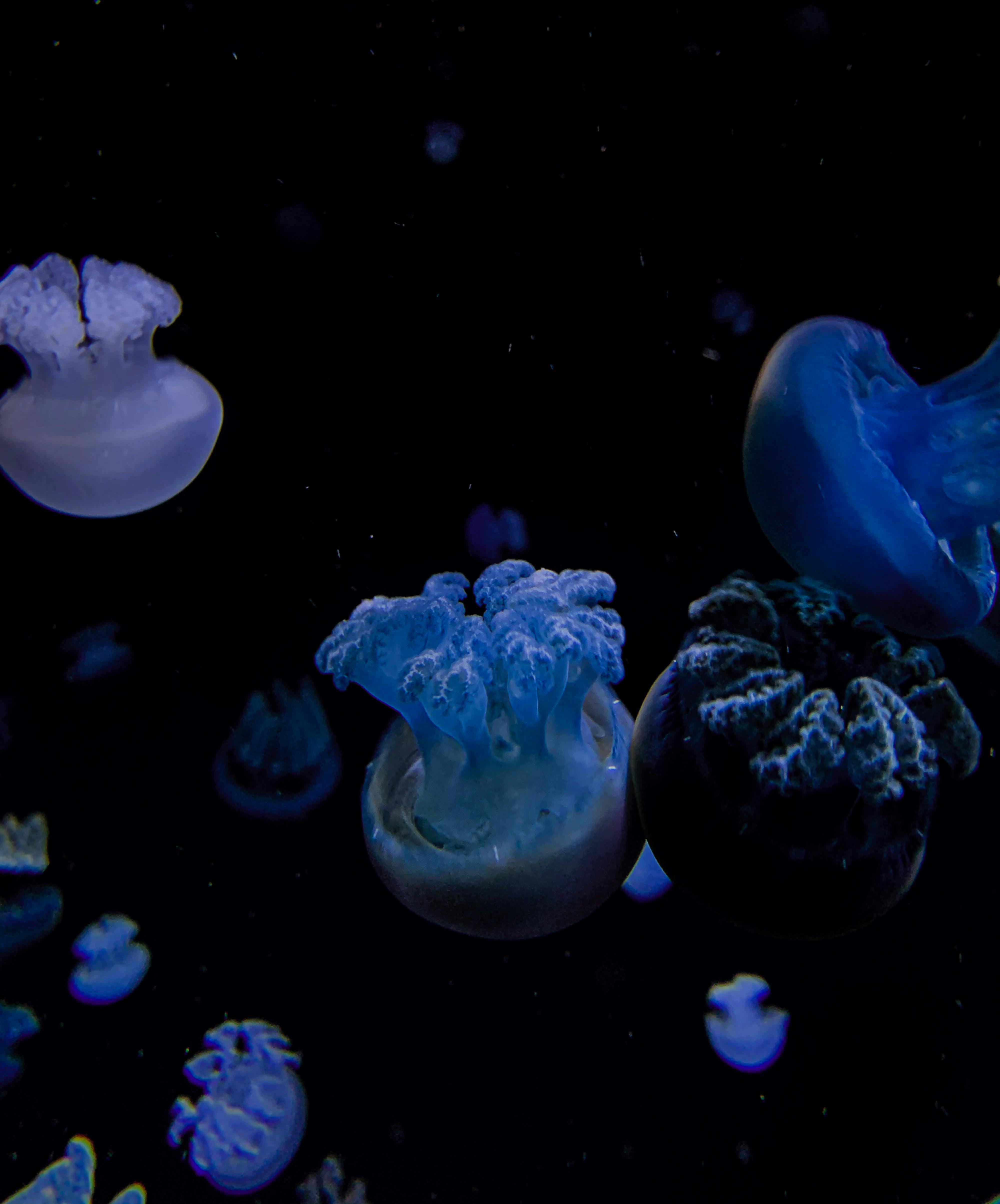 Stunning close-up of blue jellyfish swimming in dark underwater scene, highlighting marine life beauty.