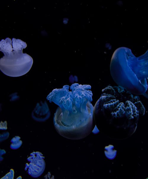 Fotos de stock gratuitas de bajo el agua, brillante, de cerca