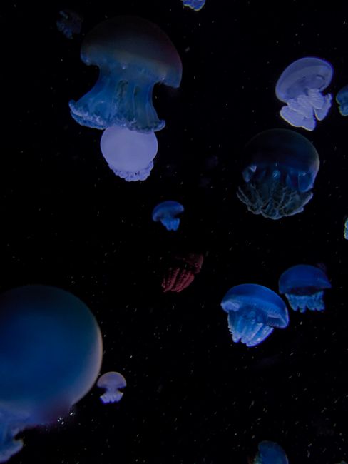 Enchanting close-up of glowing jellyfish swimming gracefully underwater.