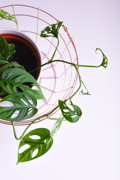 Green Plant on White Pot