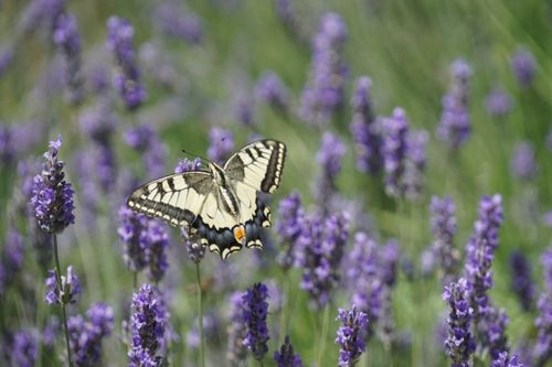 Free Close-up of a butterfly on lavender flowers, capturing nature's beauty and detail. Stock Photo