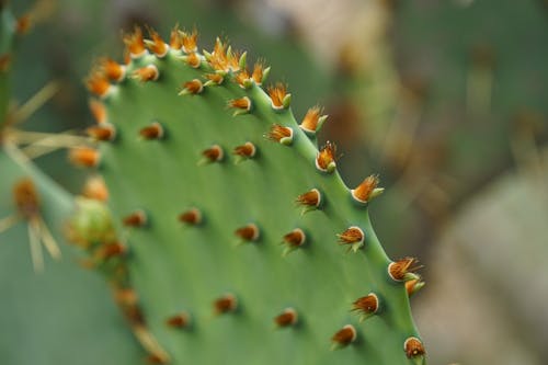 Foto profissional grátis de cacto, close-up, ecológico