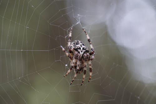 Close-Up Photograph of a Spider on a Web