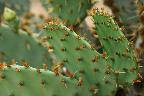 Green Cactus Plant in Close-Up Photography