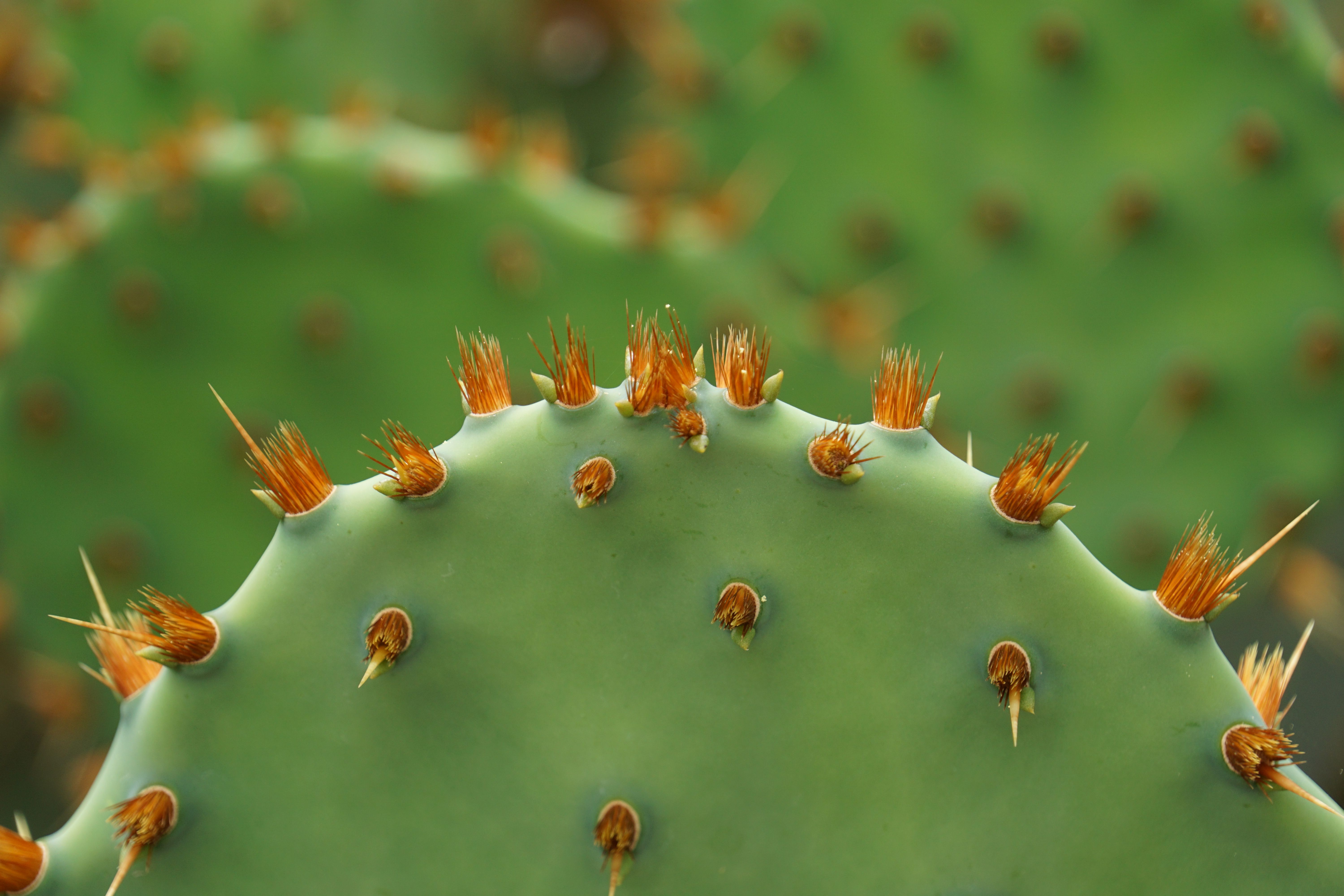 What Are Spiky Bushes? _ The 20 Best Spiky Plants for Your Garden: A ...