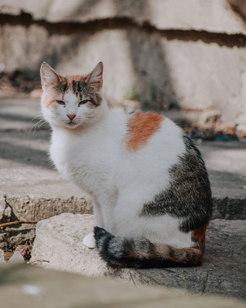 Free Cute cat with brown spot on fur looking at camera while sitting on dry land in sunlight Stock Photo