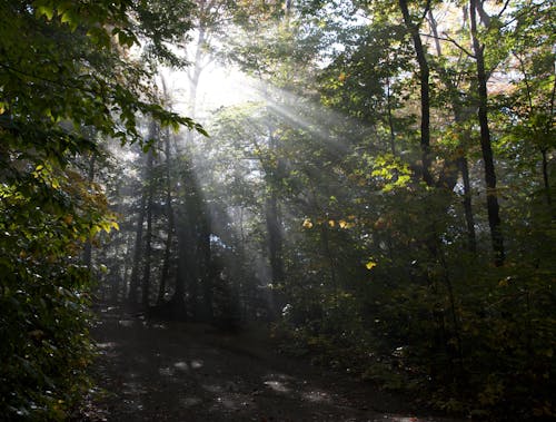 Kostnadsfria Kostnadsfri bild av skog, solljus, solstråle Stock foto