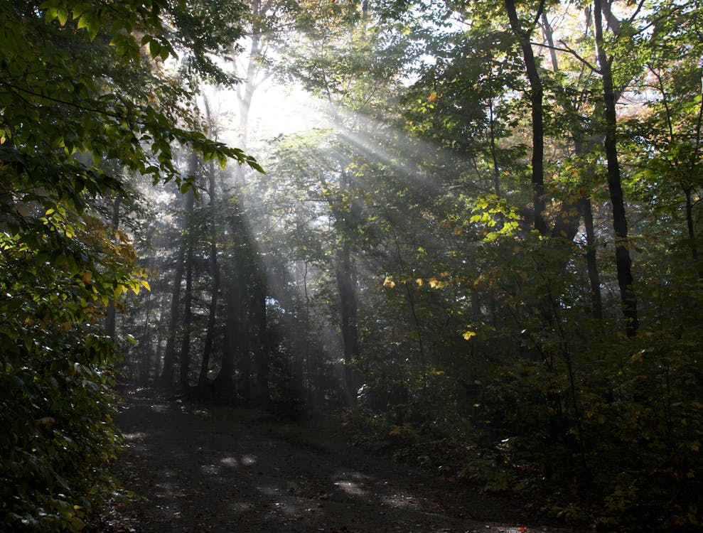 Gratis lagerfoto af skov, sollys, solstråle Lagerfoto