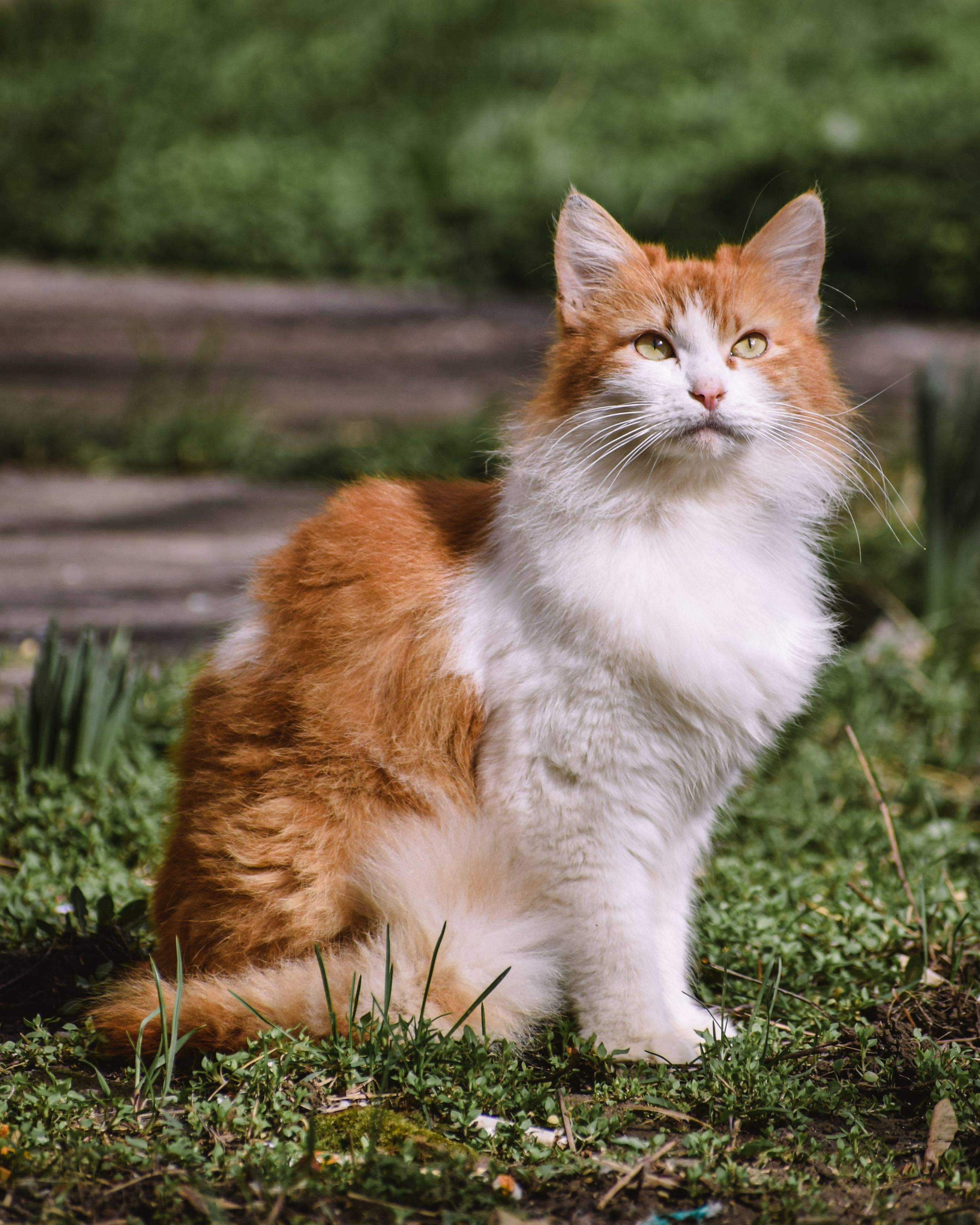 美毛猫粮