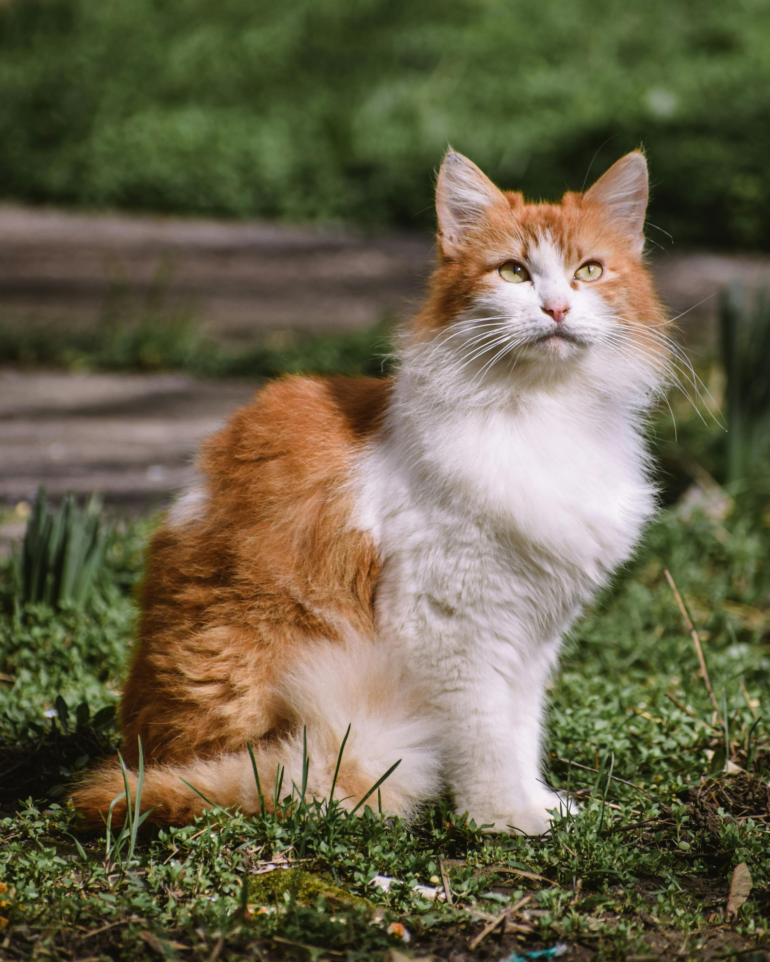 Curious cat peeking out from behind fence on street · Free Stock Photo