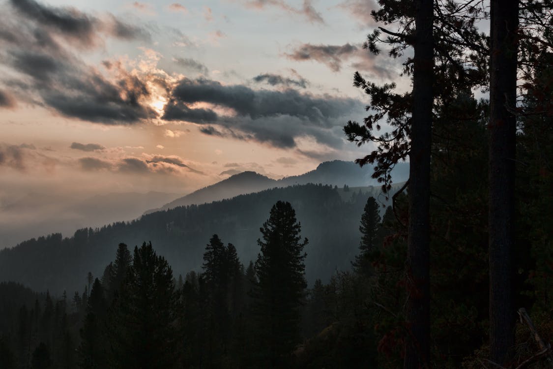 Silhouette of Tall Trees Near Mountain