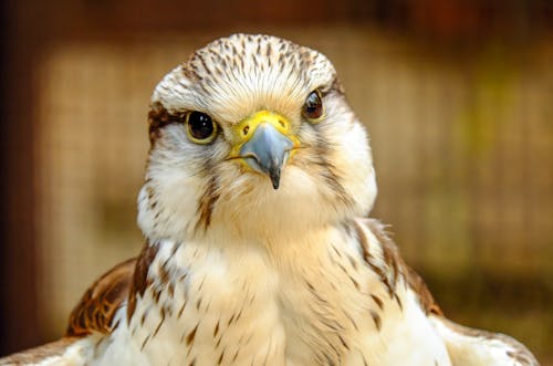 White and Brown Bird in Close Up Photography