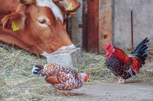 가축, 건초, 농장 동물의 무료 스톡 사진
