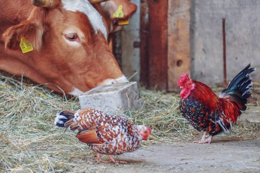Brown cow and colorful chickens on a farm, grazing and pecking at dry grass.