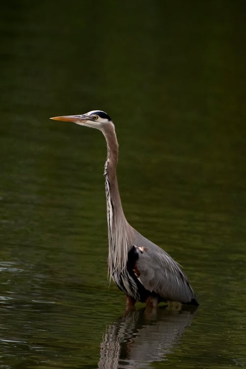 Kostnadsfri bild av fågel, fågelskådning, gbh