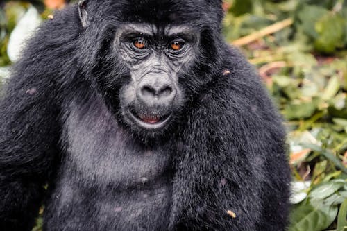 büyük maymun, goril, hayvan fotoğrafçılığı içeren Ücretsiz stok fotoğraf
