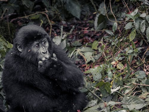 Free Black Gorilla on Dried Leaves  Stock Photo