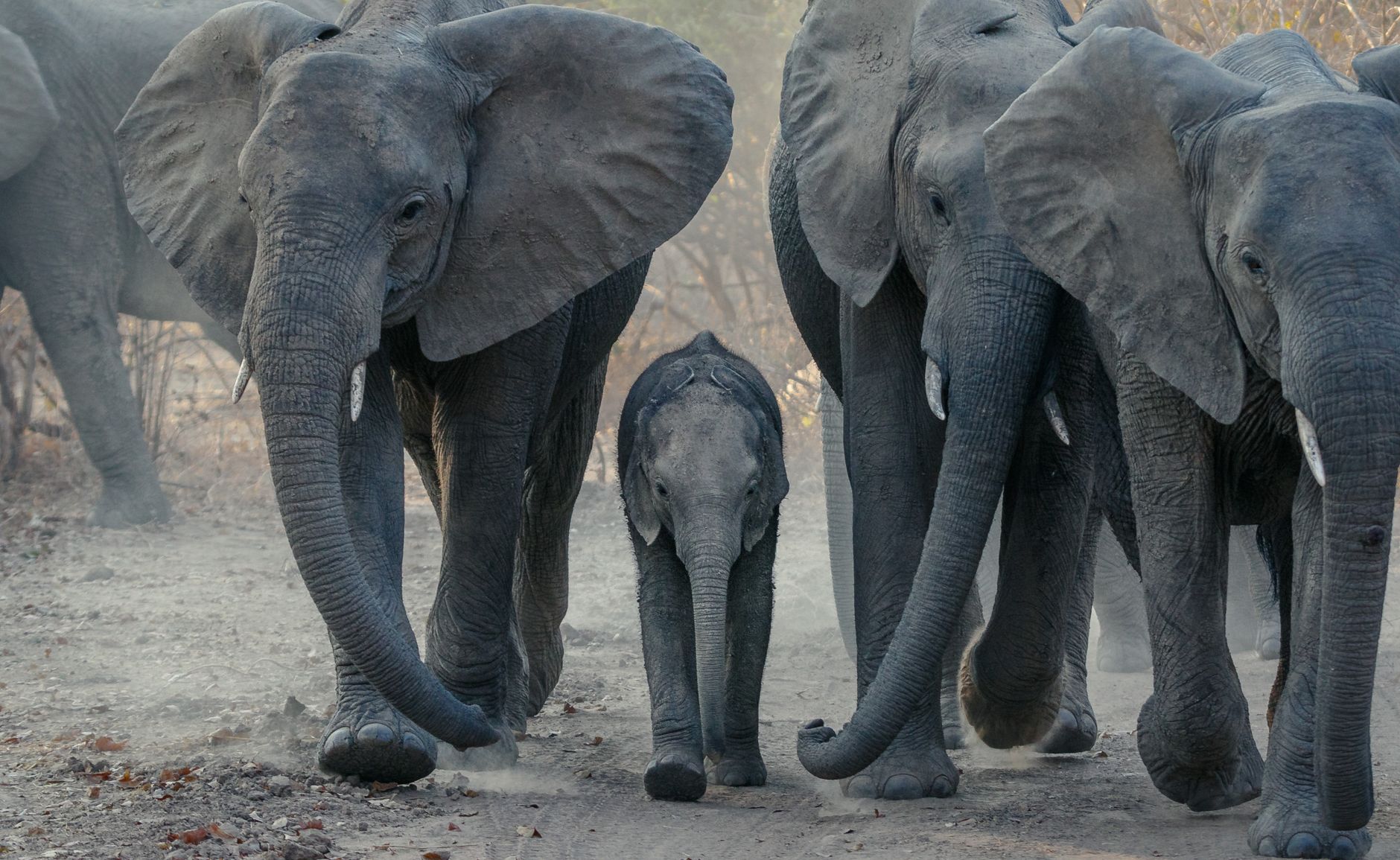 A herd of African elephants walking on a dusty path in Zambia's wilderness, showcasing wildlife behavior.