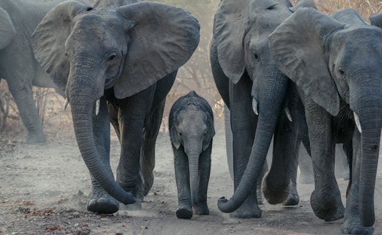 Gray Elephant Walking On Dry Soil