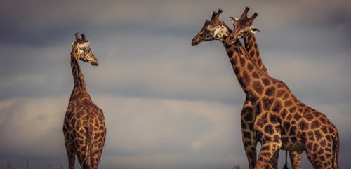 Giraffes on a Cloudy Sky Background