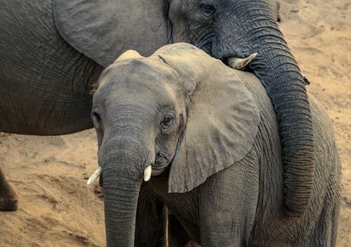 Kostnadsfria Kostnadsfri bild av däggdjur, djur, elefant Stock foto