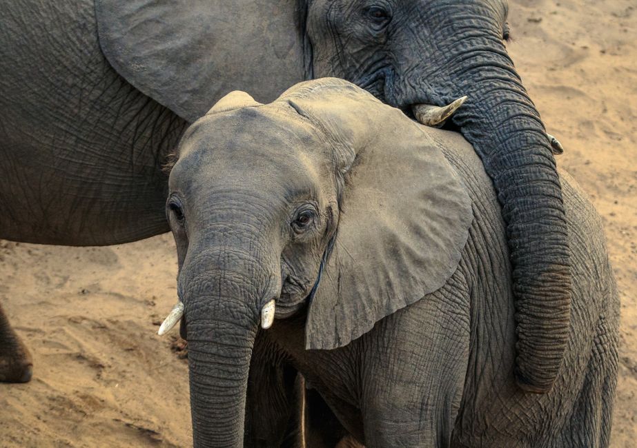 Zambia - africa family safari