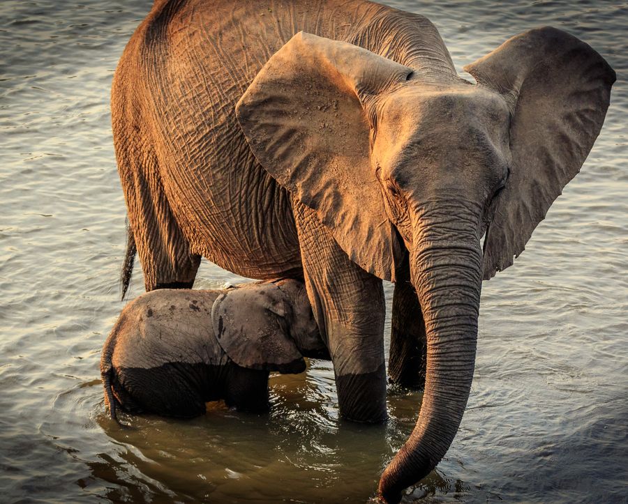 Mother elephant with calf at the Zambezi River