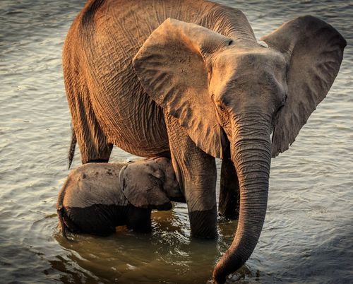Free A touching scene of a mother elephant with her calf standing in a river, capturing wildlife in its natural habitat. Stock Photo