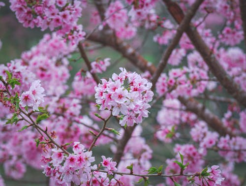 Download A bird perched on a branch of a Japanese cherry blossom