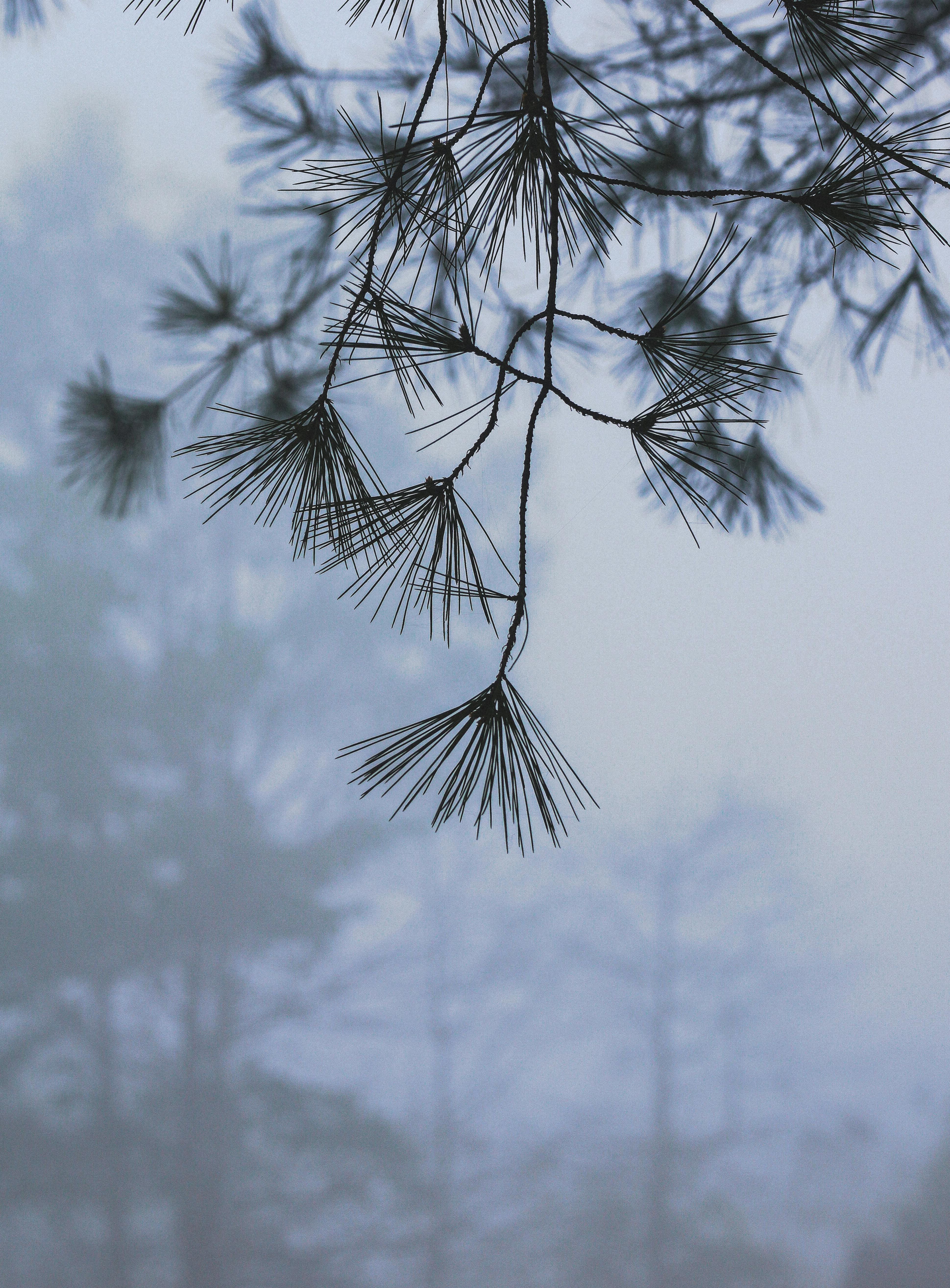 Pine branches delicately framed against a soft morning mist in an outdoor setting.