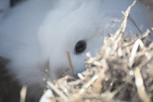 Imagine de stoc gratuită din animal, fotografie de animale, iarbă