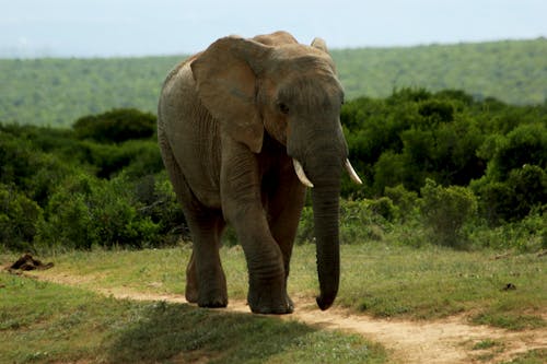 Gratis Fotos de stock gratuitas de al aire libre, animal, elefante Foto de stock