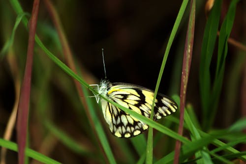Základová fotografie zdarma na téma jižní afrika, motýlí hmyz, příroda
