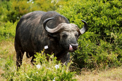 Free Black Water Buffalo on Green Grass Field Stock Photo