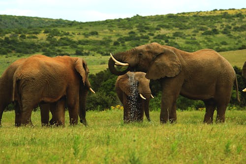 Photograph of African Elephants on the Grass