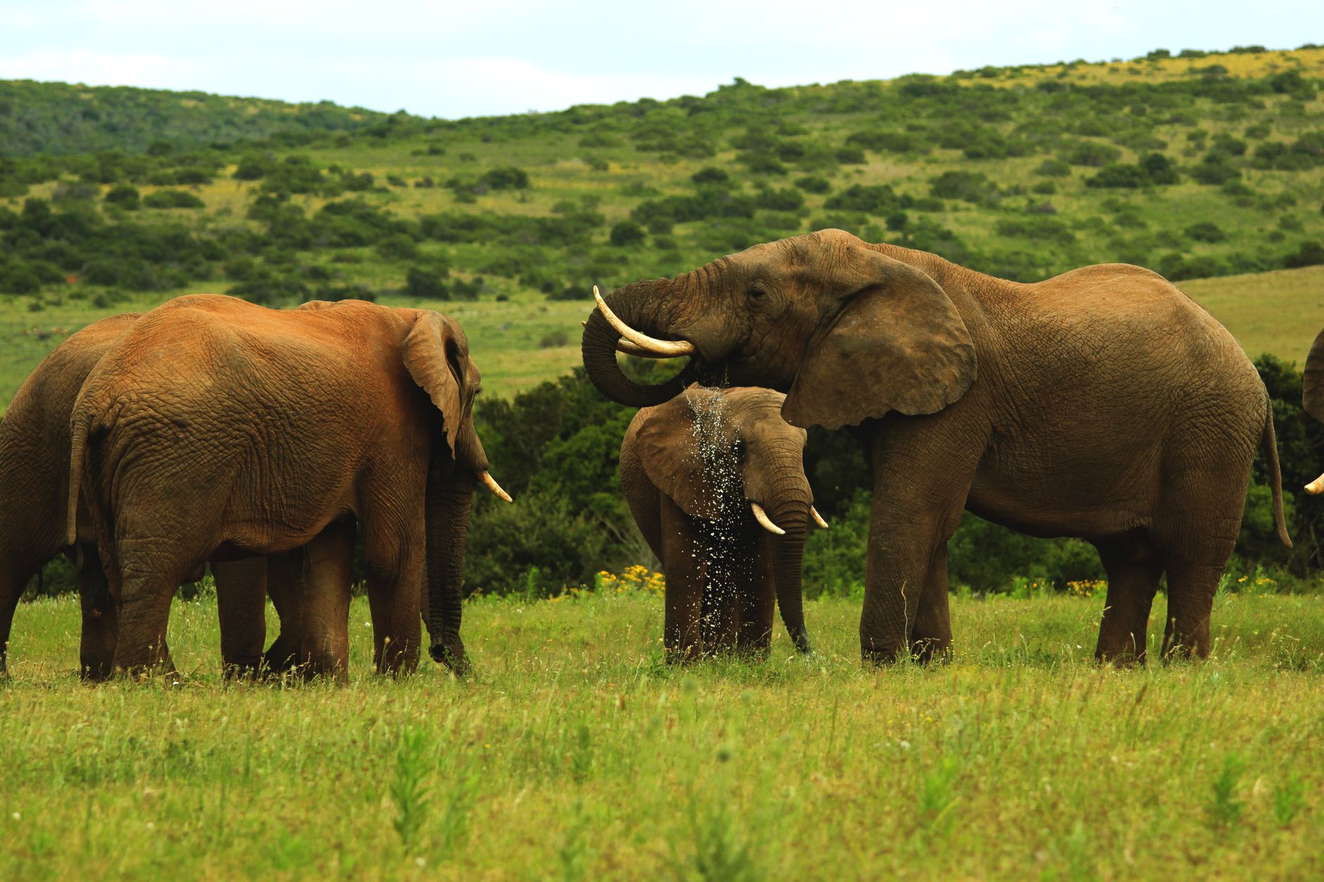 Group of African elephants (Loxodonta africana) in the lush grasslands of South Africa.